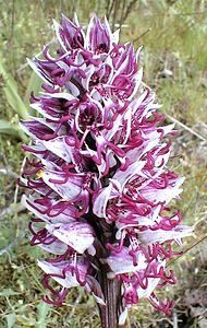 Orchis simia (Orchidaceae)  - Orchis singe - Monkey Orchid Gard [France] 28/04/2001 - 470m