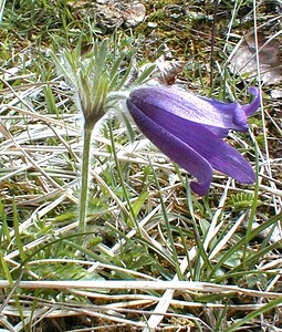 Pulsatilla vulgaris (Ranunculaceae)  - Pulsatille commune, Anémone pulsatille - Pasqueflower Aisne [France] 14/04/2001 - 120m