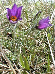 Pulsatilla vulgaris (Ranunculaceae)  - Pulsatille commune, Anémone pulsatille - Pasqueflower Aisne [France] 14/04/2001 - 120m