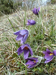 Pulsatilla vulgaris (Ranunculaceae)  - Pulsatille commune, Anémone pulsatille - Pasqueflower Aisne [France] 14/04/2001 - 120m