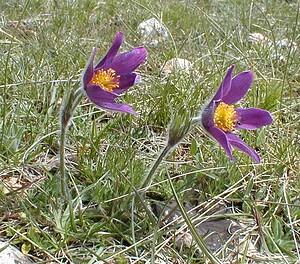 Pulsatilla vulgaris (Ranunculaceae)  - Pulsatille commune, Anémone pulsatille - Pasqueflower Herault [France] 28/04/2001 - 720m