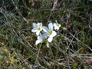 Saxifraga fragosoi (Saxifragaceae)  - Saxifrage de Fragoso, Saxifrage continentale Gard [France] 17/04/2001 - 140m