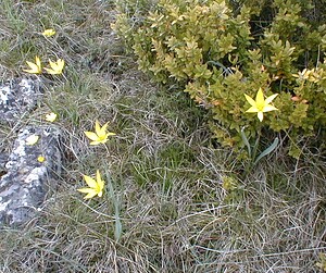 Tulipa sylvestris subsp. australis (Liliaceae)  - Tulipe australe, Tulipe des Alpes, Tulipe du Midi Gard [France] 27/04/2001 - 660m