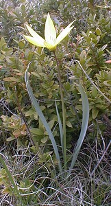 Tulipa sylvestris subsp. australis (Liliaceae)  - Tulipe australe, Tulipe des Alpes, Tulipe du Midi Gard [France] 27/04/2001 - 660m