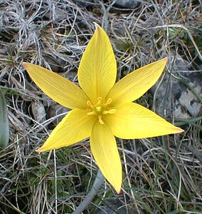 Tulipa sylvestris subsp. australis (Liliaceae)  - Tulipe australe, Tulipe des Alpes, Tulipe du Midi Gard [France] 27/04/2001 - 660m