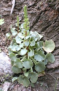 Umbilicus rupestris (Crassulaceae)  - Ombilic rupestre, Nombril-de-Vénus, Oreille-d'abbé, Ombilic des rochers - Navelwort Gard [France] 16/04/2001 - 140m