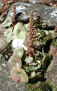 Umbilicus rupestris (Crassulaceae)  - Ombilic rupestre, Nombril-de-Vénus, Oreille-d'abbé, Ombilic des rochers - Navelwort Gard [France] 17/04/2001 - 140m