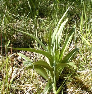 Dactylorhiza fuchsii (Orchidaceae)  - Dactylorhize de Fuchs, Orchis de Fuchs, Orchis tacheté des bois, Orchis de Meyer, Orchis des bois - Common Spotted-orchid Nord [France] 24/05/2001