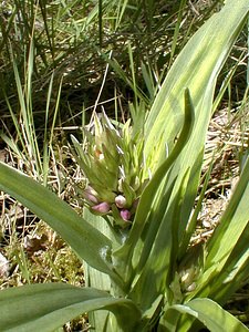 Dactylorhiza fuchsii (Orchidaceae)  - Dactylorhize de Fuchs, Orchis de Fuchs, Orchis tacheté des bois, Orchis de Meyer, Orchis des bois - Common Spotted-orchid Nord [France] 24/05/2001