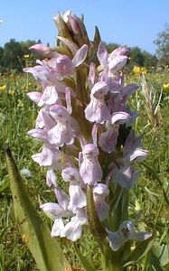 Dactylorhiza incarnata (Orchidaceae)  - Dactylorhize incarnat, Orchis incarnat, Orchis couleur de chair - Early Marsh-orchid Pas-de-Calais [France] 24/05/2001 - 30m