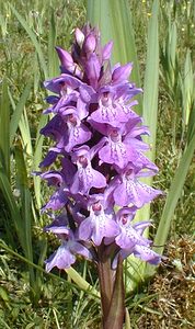 Dactylorhiza praetermissa (Orchidaceae)  - Dactylorhize négligé, Orchis négligé, Orchis oublié - Southern Marsh-orchid Pas-de-Calais [France] 24/05/2001 - 30m