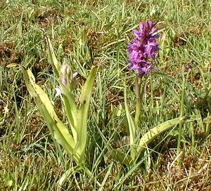 Dactylorhiza praetermissa (Orchidaceae)  - Dactylorhize négligé, Orchis négligé, Orchis oublié - Southern Marsh-orchid Pas-de-Calais [France] 24/05/2001 - 30m