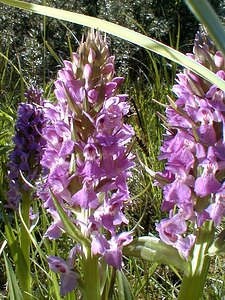 Dactylorhiza praetermissa (Orchidaceae)  - Dactylorhize négligé, Orchis négligé, Orchis oublié - Southern Marsh-orchid Nord [France] 24/05/2001