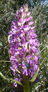 Dactylorhiza praetermissa (Orchidaceae)  - Dactylorhize négligé, Orchis négligé, Orchis oublié - Southern Marsh-orchid Nord [France] 24/05/2001