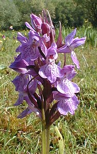 Dactylorhiza praetermissa (Orchidaceae)  - Dactylorhize négligé, Orchis négligé, Orchis oublié - Southern Marsh-orchid Pas-de-Calais [France] 24/05/2001 - 30m