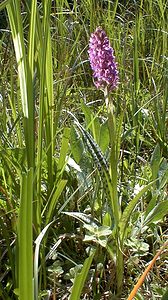 Dactylorhiza praetermissa (Orchidaceae)  - Dactylorhize négligé, Orchis négligé, Orchis oublié - Southern Marsh-orchid Nord [France] 24/05/2001