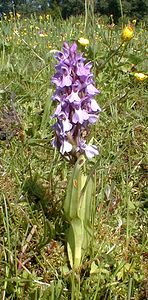 Dactylorhiza praetermissa (Orchidaceae)  - Dactylorhize négligé, Orchis négligé, Orchis oublié - Southern Marsh-orchid Pas-de-Calais [France] 24/05/2001 - 30m