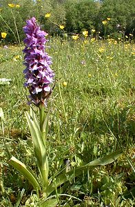 Dactylorhiza praetermissa (Orchidaceae)  - Dactylorhize négligé, Orchis négligé, Orchis oublié - Southern Marsh-orchid Pas-de-Calais [France] 24/05/2001 - 30m