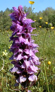 Dactylorhiza praetermissa (Orchidaceae)  - Dactylorhize négligé, Orchis négligé, Orchis oublié - Southern Marsh-orchid Pas-de-Calais [France] 24/05/2001 - 30m