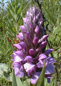 Dactylorhiza praetermissa (Orchidaceae)  - Dactylorhize négligé, Orchis négligé, Orchis oublié - Southern Marsh-orchid Pas-de-Calais [France] 24/05/2001 - 20m