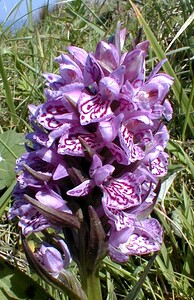 Dactylorhiza praetermissa (Orchidaceae)  - Dactylorhize négligé, Orchis négligé, Orchis oublié - Southern Marsh-orchid Pas-de-Calais [France] 24/05/2001 - 20m