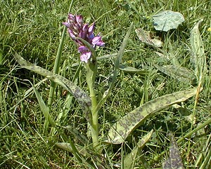 Dactylorhiza praetermissa (Orchidaceae)  - Dactylorhize négligé, Orchis négligé, Orchis oublié - Southern Marsh-orchid Pas-de-Calais [France] 24/05/2001 - 20m