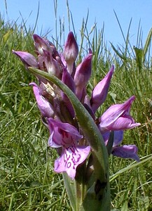 Dactylorhiza praetermissa (Orchidaceae)  - Dactylorhize négligé, Orchis négligé, Orchis oublié - Southern Marsh-orchid Pas-de-Calais [France] 24/05/2001 - 20m