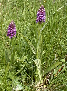 Dactylorhiza praetermissa (Orchidaceae)  - Dactylorhize négligé, Orchis négligé, Orchis oublié - Southern Marsh-orchid Pas-de-Calais [France] 24/05/2001 - 30m