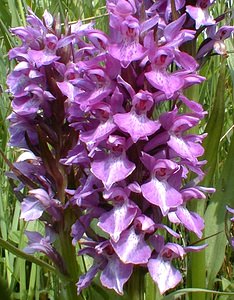 Dactylorhiza praetermissa (Orchidaceae)  - Dactylorhize négligé, Orchis négligé, Orchis oublié - Southern Marsh-orchid Pas-de-Calais [France] 24/05/2001 - 30m