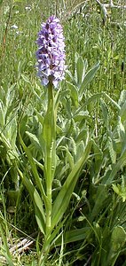Dactylorhiza praetermissa (Orchidaceae)  - Dactylorhize négligé, Orchis négligé, Orchis oublié - Southern Marsh-orchid Pas-de-Calais [France] 24/05/2001 - 30m