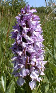 Dactylorhiza praetermissa (Orchidaceae)  - Dactylorhize négligé, Orchis négligé, Orchis oublié - Southern Marsh-orchid Pas-de-Calais [France] 24/05/2001 - 30m