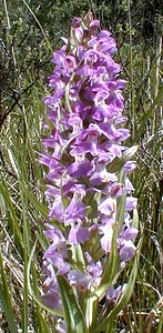 Dactylorhiza praetermissa (Orchidaceae)  - Dactylorhize négligé, Orchis négligé, Orchis oublié - Southern Marsh-orchid Nord [France] 24/05/2001