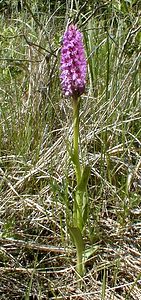 Dactylorhiza praetermissa (Orchidaceae)  - Dactylorhize négligé, Orchis négligé, Orchis oublié - Southern Marsh-orchid Nord [France] 24/05/2001