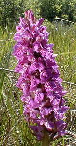 Dactylorhiza praetermissa (Orchidaceae)  - Dactylorhize négligé, Orchis négligé, Orchis oublié - Southern Marsh-orchid Nord [France] 24/05/2001