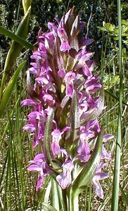 Dactylorhiza x wintonii (Orchidaceae)  - Dactylorhize de Winton, Orchis de WintonDactylorhiza incarnata subsp. incarnata x Dactylorhiza praetermissa subsp. praetermissa. Nord [France] 24/05/2001