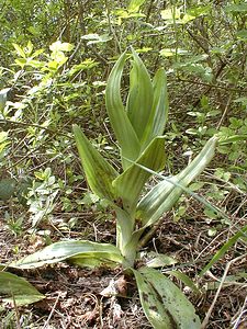 Himantoglossum hircinum (Orchidaceae)  - Himantoglosse bouc, Orchis bouc, Himantoglosse à odeur de bouc - Lizard Orchid Oise [France] 05/05/2001 - 70m