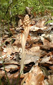 Neottia nidus-avis (Orchidaceae)  - Néottie nid-d'oiseau, Herbe aux vers - Bird's-nest Orchid Oise [France] 05/05/2001 - 100m