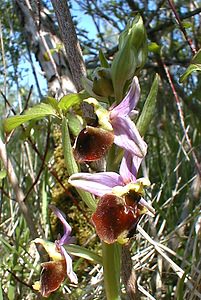 Ophrys fuciflora (Orchidaceae)  - Ophrys bourdon, Ophrys frelon - Late Spider-orchid Aisne [France] 12/05/2001 - 120m