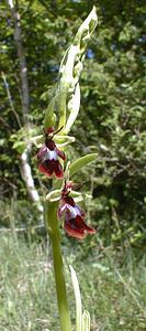 Ophrys insectifera (Orchidaceae)  - Ophrys mouche - Fly Orchid Aisne [France] 12/05/2001 - 120m