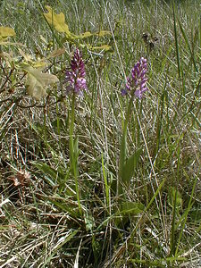 Orchis purpurea (Orchidaceae)  - Orchis pourpre, Grivollée, Orchis casque, Orchis brun - Lady Orchid Aisne [France] 12/05/2001 - 120m