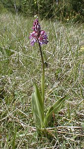 Orchis purpurea (Orchidaceae)  - Orchis pourpre, Grivollée, Orchis casque, Orchis brun - Lady Orchid Aisne [France] 12/05/2001 - 120m