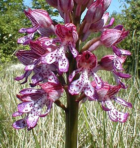 Orchis purpurea (Orchidaceae)  - Orchis pourpre, Grivollée, Orchis casque, Orchis brun - Lady Orchid Aisne [France] 12/05/2001 - 120m