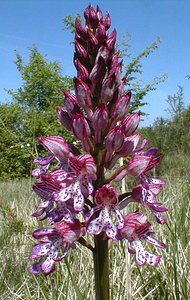 Orchis purpurea (Orchidaceae)  - Orchis pourpre, Grivollée, Orchis casque, Orchis brun - Lady Orchid Aisne [France] 12/05/2001 - 120m