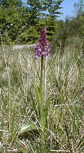 Orchis purpurea (Orchidaceae)  - Orchis pourpre, Grivollée, Orchis casque, Orchis brun - Lady Orchid Aisne [France] 12/05/2001 - 120m