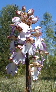 Orchis purpurea (Orchidaceae)  - Orchis pourpre, Grivollée, Orchis casque, Orchis brun - Lady Orchid Aisne [France] 12/05/2001 - 120m