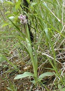 Orchis simia (Orchidaceae)  - Orchis singe - Monkey Orchid Oise [France] 05/05/2001 - 70m