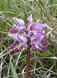 Orchis simia (Orchidaceae)  - Orchis singe - Monkey Orchid Oise [France] 05/05/2001 - 70m