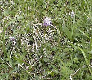 Orchis simia (Orchidaceae)  - Orchis singe - Monkey Orchid Oise [France] 05/05/2001 - 70m