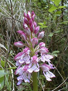 Orchis x hybrida (Orchidaceae)  - Orchis hybrideOrchis militaris x Orchis purpurea. Oise [France] 05/05/2001 - 70m