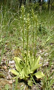 Platanthera chlorantha (Orchidaceae)  - Platanthère à fleurs verdâtres, Orchis vert, Orchis verdâtre, Plalatanthère des montagnes, Platanthère verdâtre - Greater Butterfly-orchid Nord [France] 24/05/2001